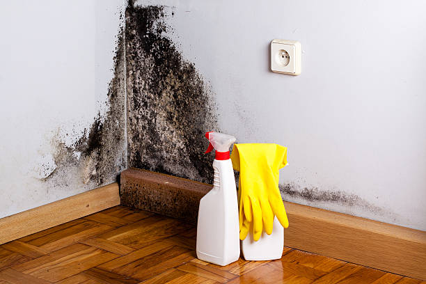 Best Mold removal after water damage  in Silver City, NM